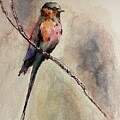 Proud Roller Bird